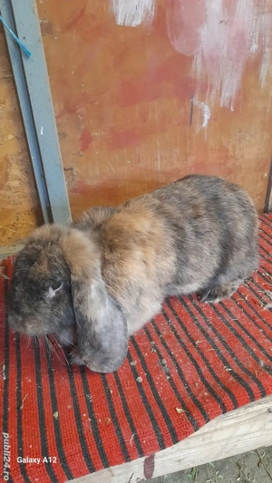 Femela gestanta berbec german - imagine 4