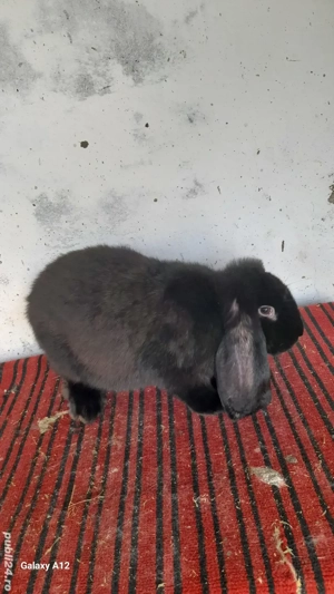 Femela berbec german - imagine 3