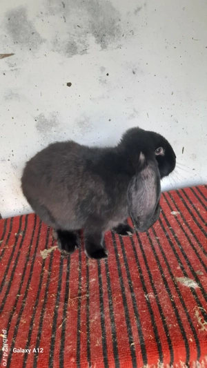 Femela berbec german