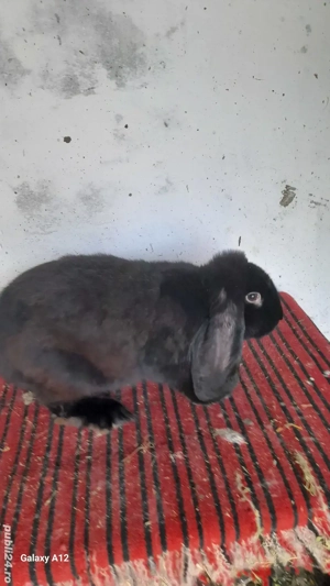 Femela berbec german - imagine 2