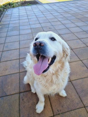 Pui Golden Retriever  - imagine 2