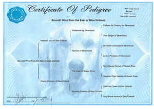 Pui Golden Retriever  - imagine 4