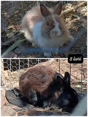 Iepuri pitici de casă  - imagine 2