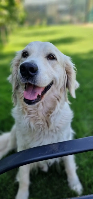 Pui Golden Retriever  - imagine 3
