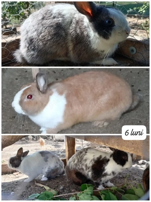 Iepuri pitici de casă 