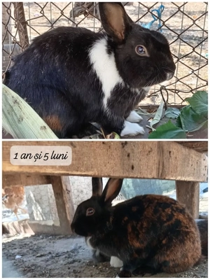 Iepuri pitici de casă  - imagine 4