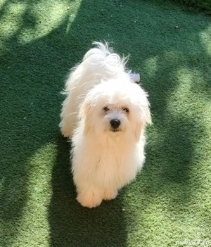 Mă numesc Lessy și caut o fanilie iubitoare  - imagine 5 Mă numesc Lessy și caut o fanilie iubitoare  - imagine 5