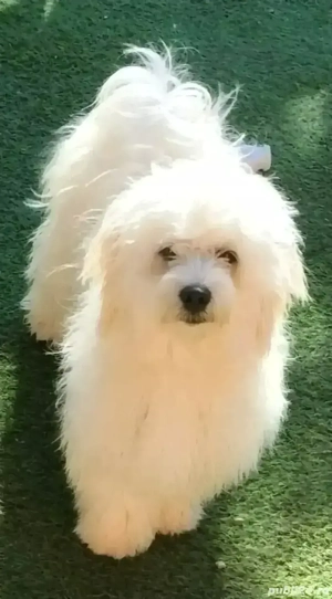 Mă numesc Lessy și caut o fanilie iubitoare  - imagine 4 Mă numesc Lessy și caut o fanilie iubitoare  - imagine 4