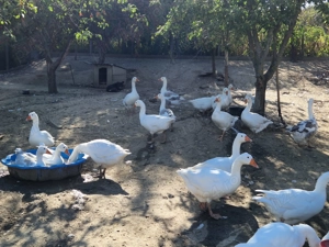 Gâște Albe de Banat  - imagine 2