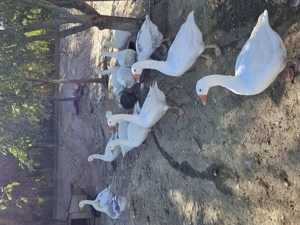 Gâște Albe de Banat  - imagine 3