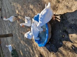 Gâște Albe de Banat  - imagine 4