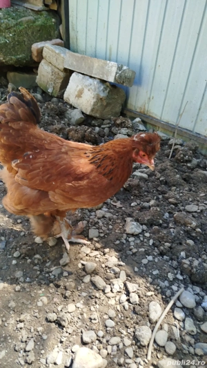 Vând opt găini outoare. Au doi ani găinile. Sunt crescute cu grâu, porumb.  