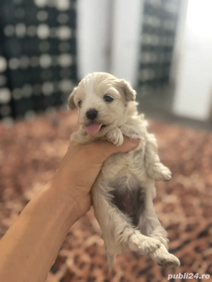 de vanzare pui bichon - imagine 5