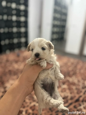 de vanzare pui bichon - imagine 4