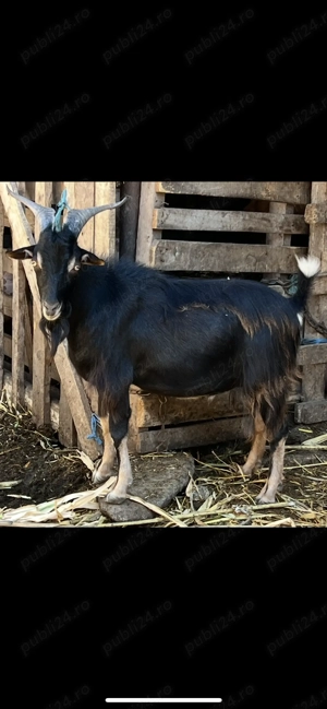 Vand tap alpin francez - imagine 2