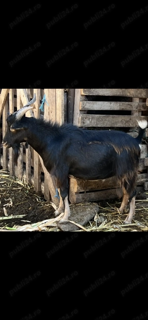 Vand tap alpin francez