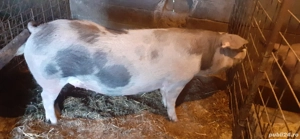 vand porci - imagine 2