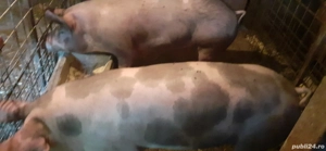 vand porci - imagine 4