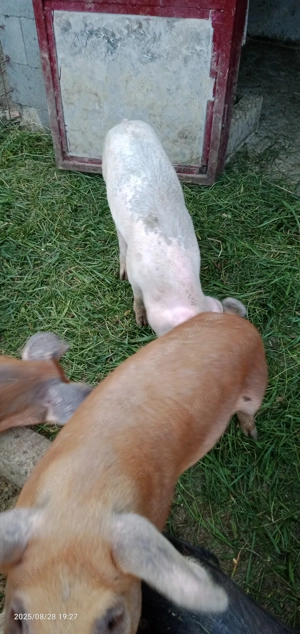 Vând șoldani - imagine 2