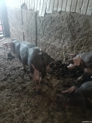 porci pietrean  - imagine 4 porci pietrean  - imagine 4