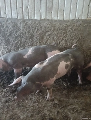 porci pietrean  - imagine 3 porci pietrean  - imagine 3