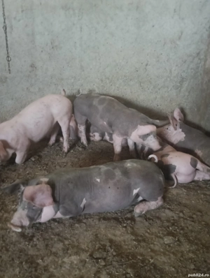 porci pietrean  - imagine 2 porci pietrean  - imagine 2