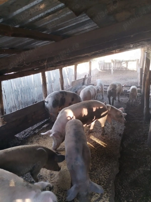 Porci landras cu pietran  - imagine 3