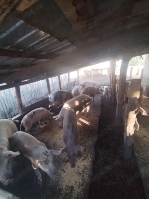 Porci landras cu pietran  - imagine 4