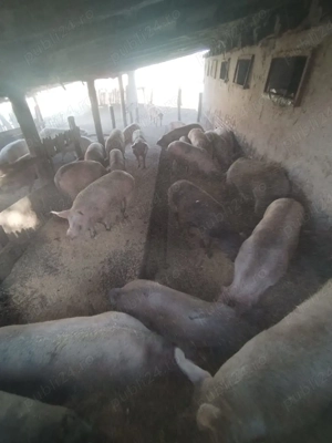 Porci landras cu pietran  - imagine 2