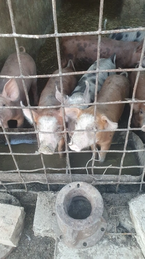 Vând purcei Duroc cu petrean