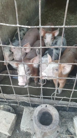 Vând purcei Duroc cu petrean - imagine 2