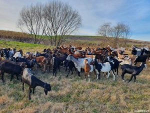 Vand capre anglonubian! - imagine 4