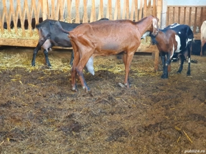 Vand capre anglonubian! - imagine 3