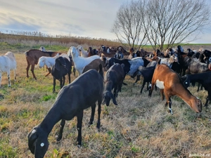 Vand capre anglonubian! - imagine 2