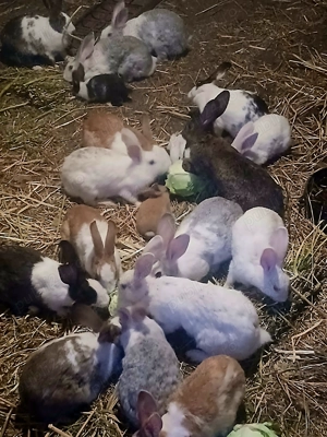 Vand iepurasi de casa