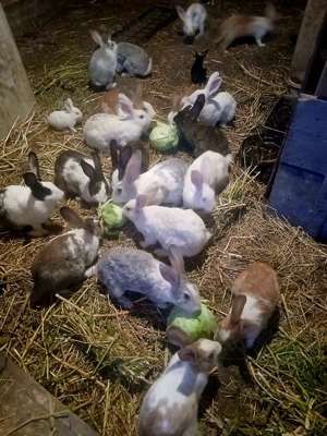 Vand iepurasi de casa - imagine 2