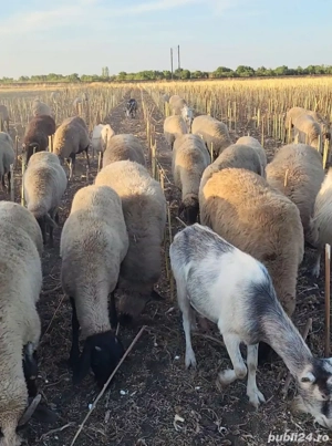 Animale de vânzare - imagine 2 Animale de vânzare - imagine 2