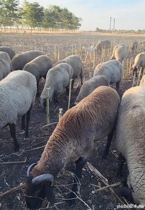 Animale de vânzare - imagine 3 Animale de vânzare - imagine 3