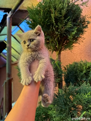 British shorthair  Fetita frumoasă