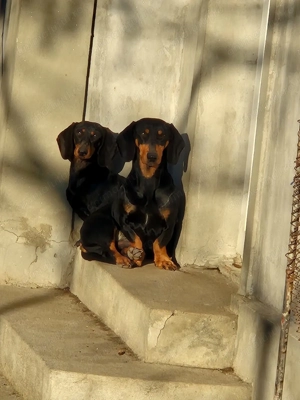 Disponibili 4 baietei rasa Teckel soricar  - imagine 4