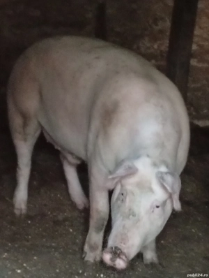 Porc de carne  - imagine 3