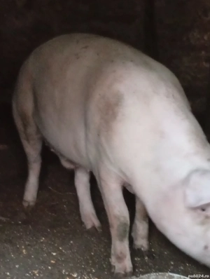 Porc de carne  - imagine 4