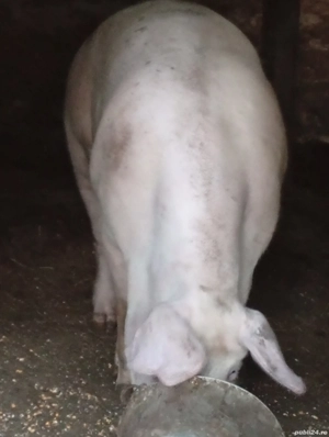 Porc de carne  - imagine 2