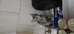 Pisici spre adoptie - imagine 2 Pisici spre adoptie - imagine 2