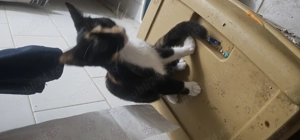 Pisici spre adoptie - imagine 3 Pisici spre adoptie - imagine 3