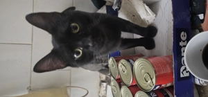 Pisici spre adoptie - imagine 4 Pisici spre adoptie - imagine 4