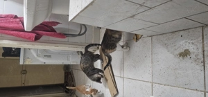 Pisici spre adoptie - imagine 5 Pisici spre adoptie - imagine 5