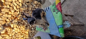 Iepuri și gaini - imagine 4