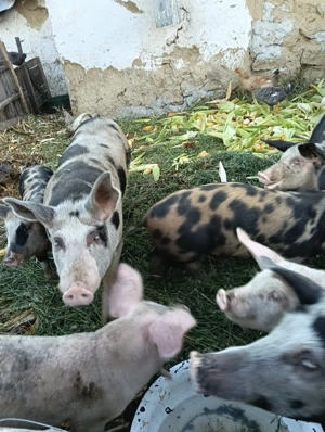 Vând un porc  petrean - imagine 3