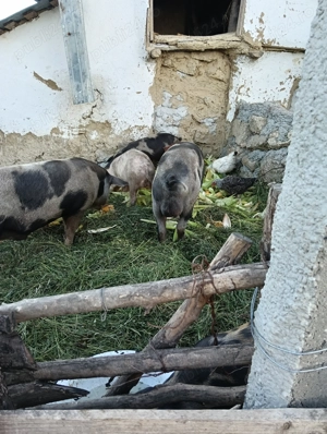 Vând un porc  petrean - imagine 2